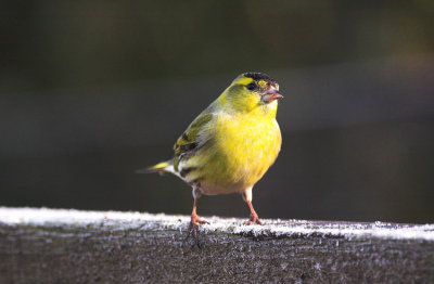 Sijs/Siskin Kalmthout 29 januari 2009
