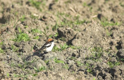 Roodkopklauwier/Woodchat Shrike Klemskerke 24 april 2009