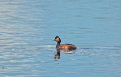 Grebes