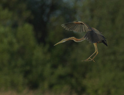 Purperreiger/Purple Heron Zouweboezem 1 juni 2009