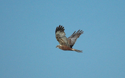 Bruine Kiekendief/Marsh Harrier Zouweboezem 1 juni 2009