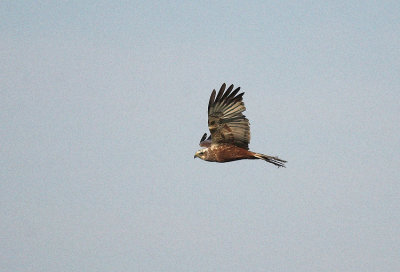 Bruine Kiekendief/Marsh Harrier Zouweboezem 1 juni 2009