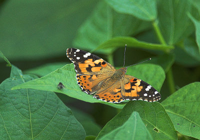 Distelvlinder / Painted Lady Kalmthout 20 juli 2009