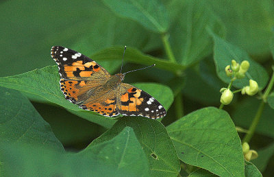 Distelvlinder/Painted Lady Kalmthout 20 juli 2009