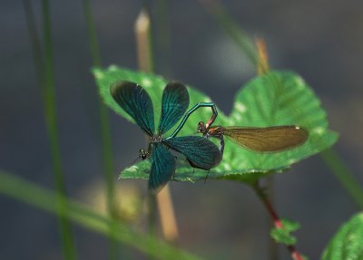 libellendragonflies