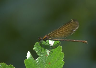 libellendragonflies