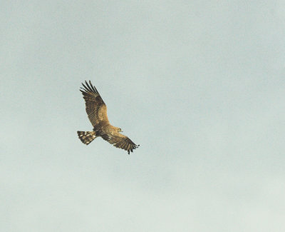 Slangenarend/Short - toed Eagle