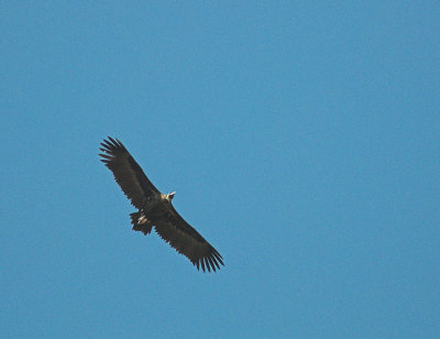 Monniksgier/Black Vulture