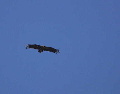 Monniksgier/Black Vulture