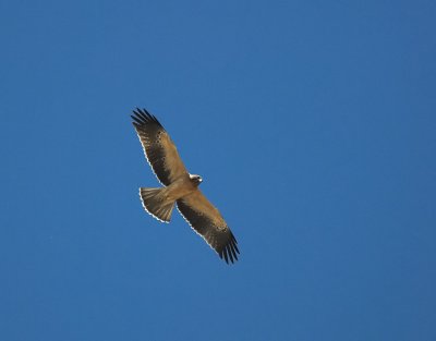 Dwergarend/Booted Eagle