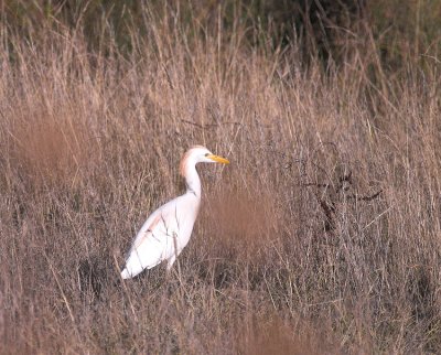 Koereiger/Cattle Egret