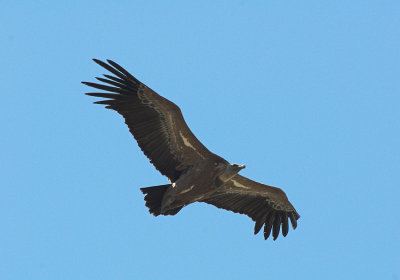 Vale Gier/Griffon Vulture