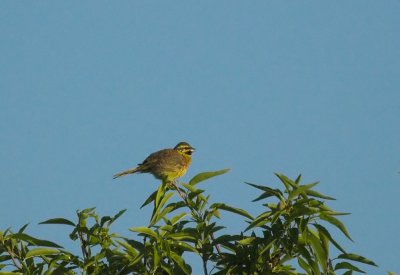 Cirlgors/Cirl Bunting