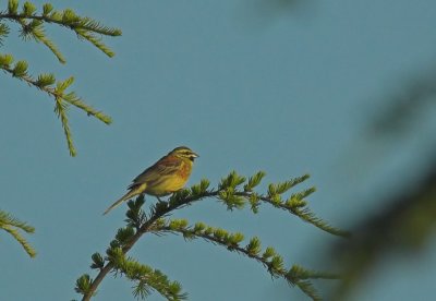 Cirlgors/Cirl Bunting