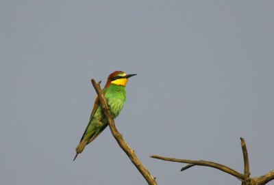 Bijeneter/Bee-eater