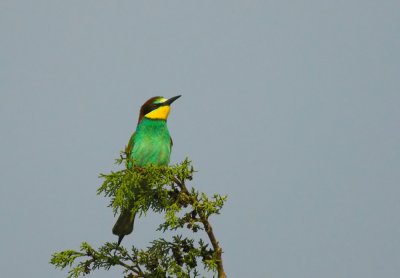 Bijeneter/Bee-eater