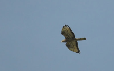 Wespendief/Honey Buzzard