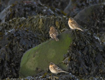 Frater/Twite Tholen 9-01-2011