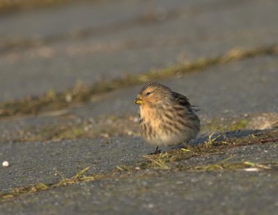 Frater/Twite Tholen 10-01-2011