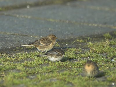 Frater/Twite Tholen 10-01-2011