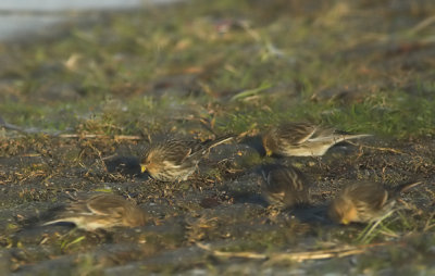 Frater/Twite Tholen 10-01-2011