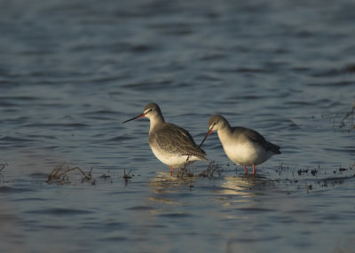 Zwarte Ruiter/Spotted Redshank Tholen 10-01-2011