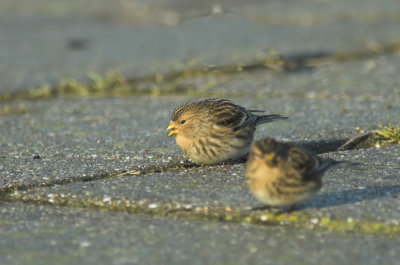 Frater/Twite Tholen 10-01-2011