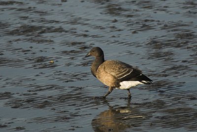 Rotgans/Brent Goose Tholen 10-01-2011