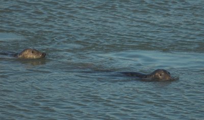 Grijze Zeehond/Grey Seal Brouwersdam 28-01-2011