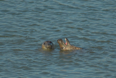 Grijze Zeehond/Grey Seal Brouwersdam 28-01-2011