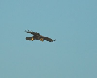 Buizerd/Buzzard Tholen  28-01-2011