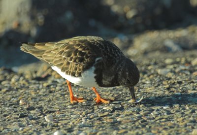 Steenloper/Turnstone Brouwersdam 28-01-2011