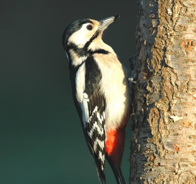 Grote Bonte Specht/Great Spotted Woodpecker Kalmthout  09 februari 2008
