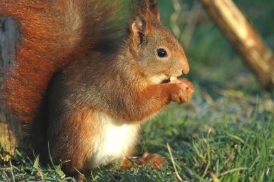 Eekhoorn/Squirrel Kalmthout 09 februari 2008jpg