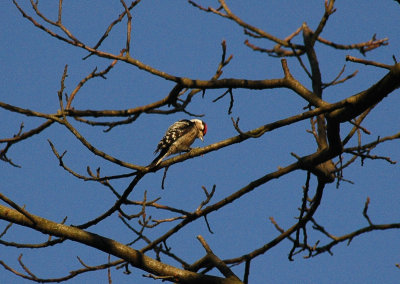 Kleine Bonte Specht/Lesser Spotted Woodpecker  Kalmthout 16 februari 2008
