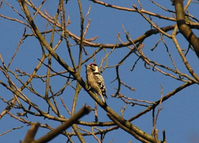 Kleine Bonte Specht/Lesser Spotted Woodpecker Kalmthout 16 februari 2008