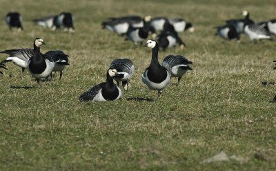 Brandgans/Barnacle Goose Ouddorp 17 februari 2008