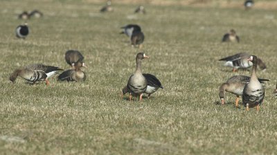 Kolgans /White-fronted Goose Ouddorp 17 februari 2008