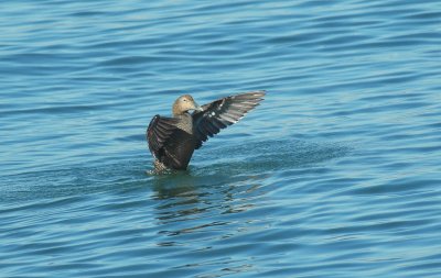 Eidereend/Eider Brouwersdam 17 februari 2008