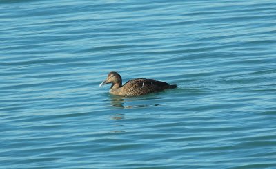 Eidereend/Eider Brouwersdam 17 februari 2008