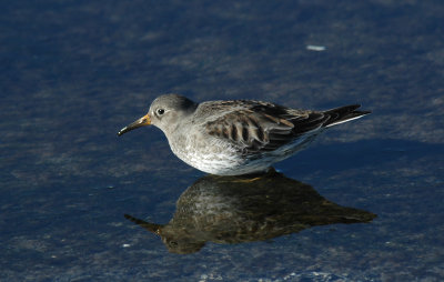 Paarse Strandloper/Purple Sandpiper Brouwersdam 17 februari 2008