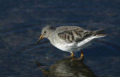 Paarse Strandloper/Purple Sandpiper Brouwersdam 17 februari 2008