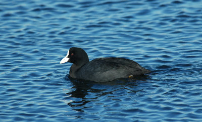 Meerkoet/Coot Grevelingenmeer 17 februari 2008