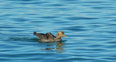 Eidereend/Eider Brouwersdam 17 februari 2008