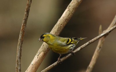 Sijs/Siskin Kalmthout 24 februari 2008