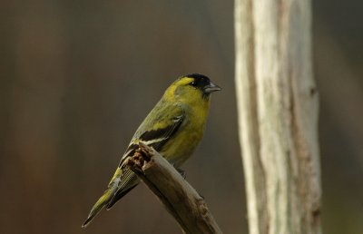 Sijs/Siskin Kalmthout 24 februari 2008