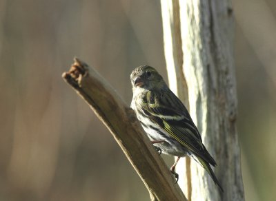 Sijs/Siskin Kalmthout 24 februari 2008
