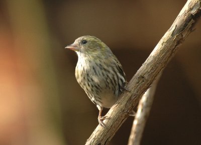 Sijs/Siskin Kalmthout 24 februari 2008