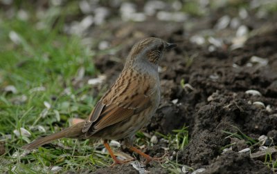Heggemus/Dunnock Kalmthout 24 februari 2008