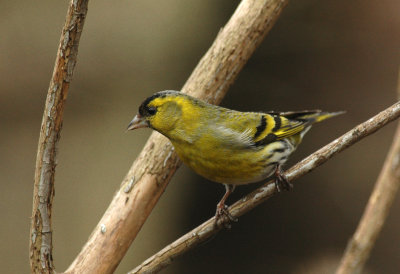 Sijs/Siskin Kalmthout 24 februari 2007